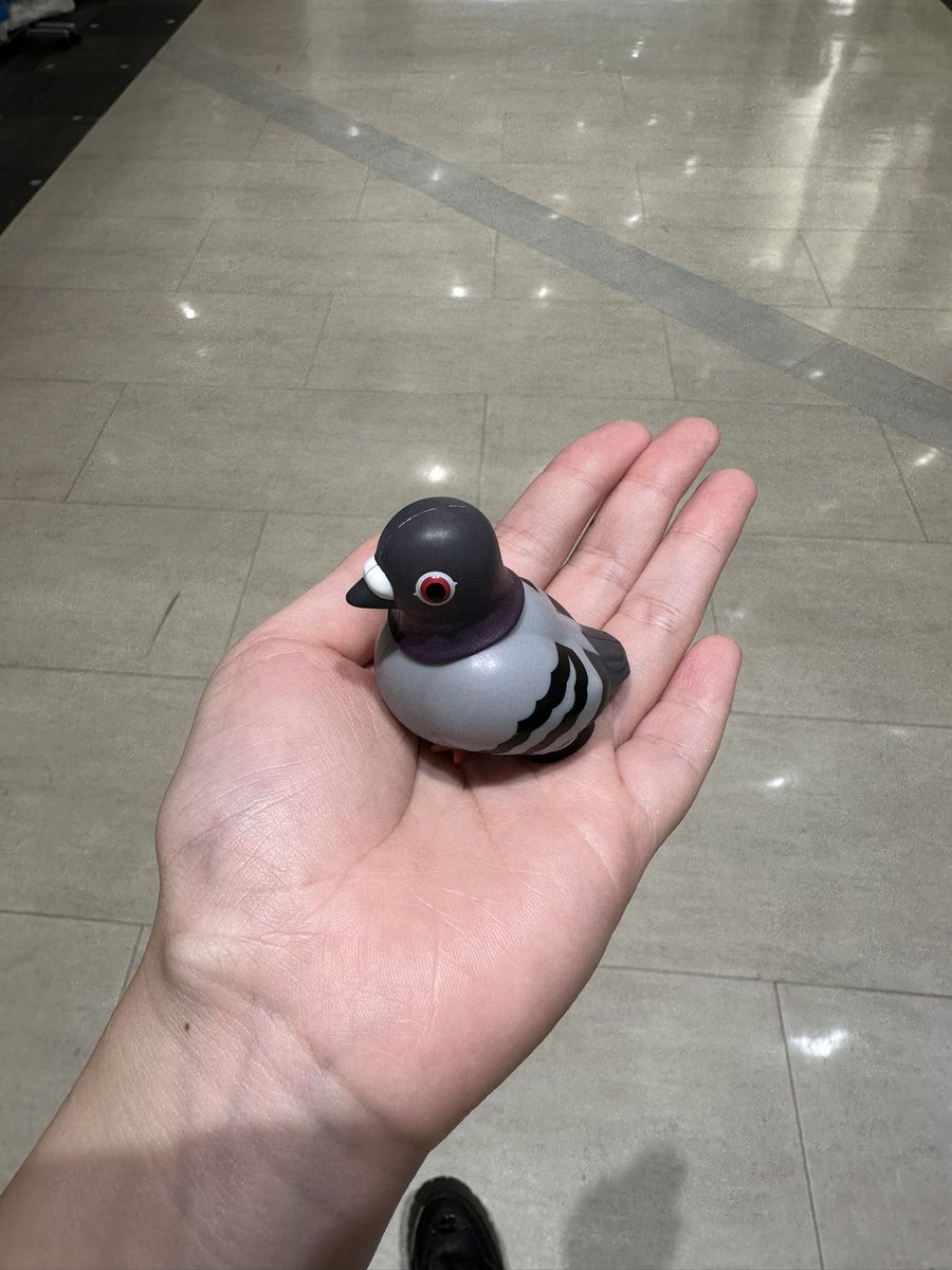 mo69_k__'s tweet photo. 手乗りハトカー

 #日常垢 https://t.co/MyWzM45lpw