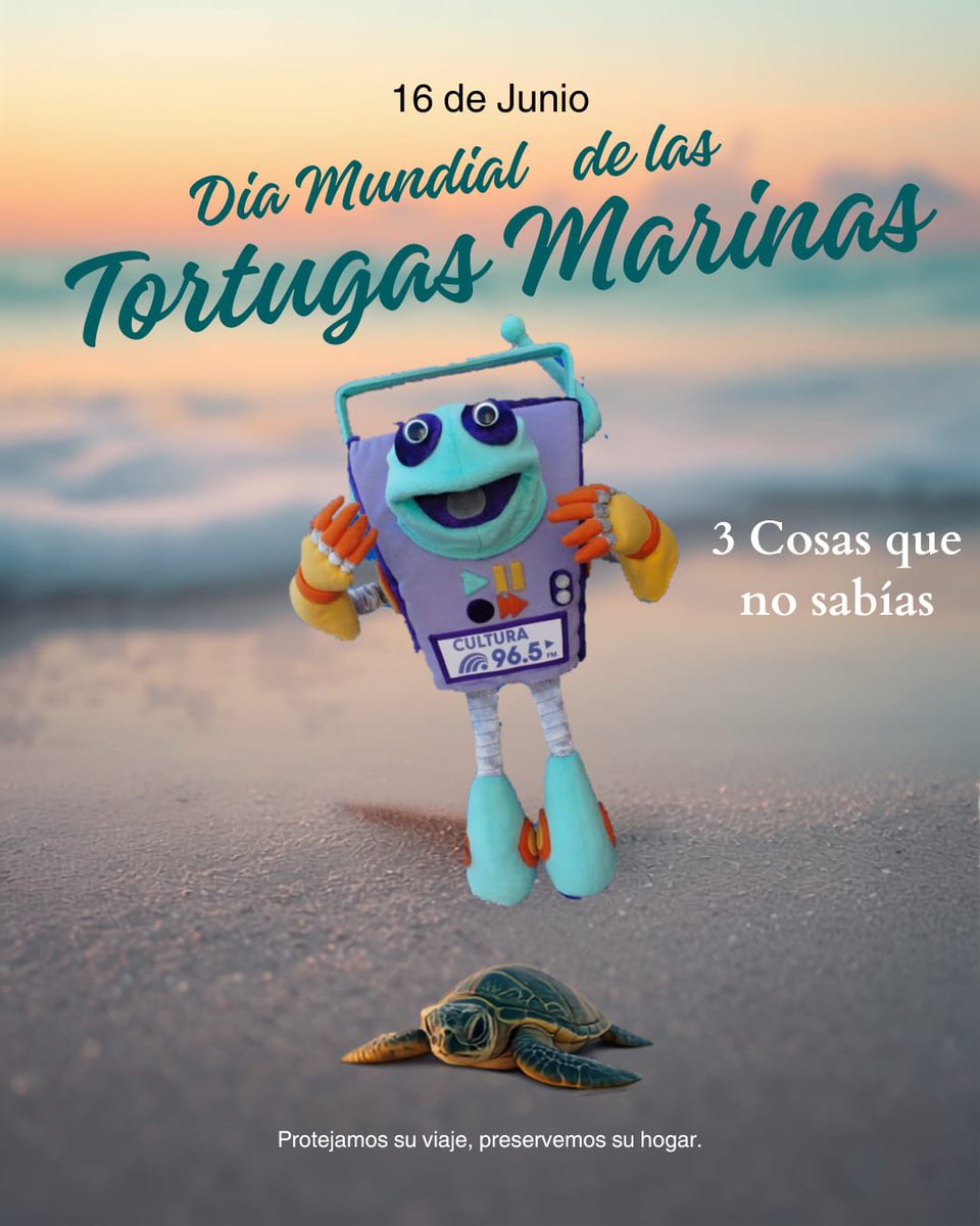 RadioEducacion's tweet photo. Es importante tomar las medidas necesarias para cuidar y preservar a las tortugas marinas 🐢 🌊📆 Junio 16, Día Mundial de las Tortugas Marinas #tortugasmarinas #tortugas #cuidado #ecologia #makaua https://t.co/MzKDTQRYUf