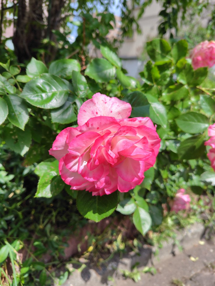 TAEDrop's tweet photo. 明日は多分、バラの撮影できるかも！
大通公園のバラ園が満開だそう。
行かなきゃ！撮らなきゃ！
なんでこんなにお花ハンターになってしまったのか、お花見つけると撮らずにはいられない。
フィルターとか難しいことは、わからないから、調整なしの撮りっぱなし。
通勤の道すがらのバラ🌹と実家近所 https://t.co/dbwLcvFEAe