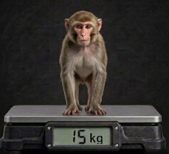 EquilateroLAV's tweet photo. @hicasamadim 33/3 = 11kg cada
31-11 = 20 kg o gato
50-20 = 30 as duas macacas
30/2 = 15kg cada macaca
R = 15kg a macaca https://t.co/rj7ui9gBOr