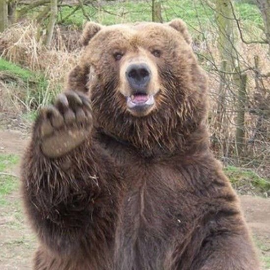 Animalia tweet media