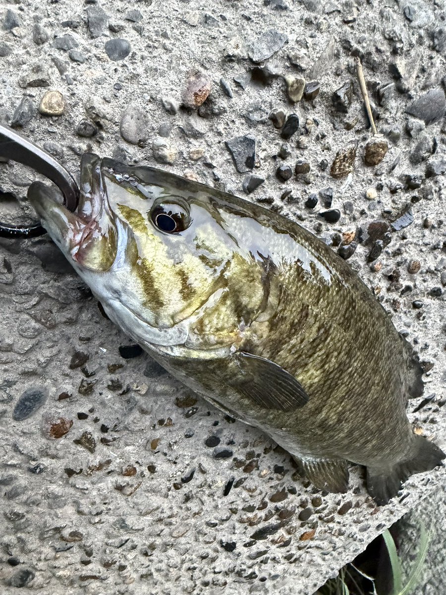 lunker_tsuriman's tweet photo. 🎣夕刻〜3魚種 total🐟4本🙌
①芋、底��リフト スモ35up×1
②落込みからセイゴ×1
③瀬尻のアメ生50up×1
④地震でSwitch入った?フッコ×1
LURE:
①ゲーリーヤマモトイモグラブ50
②DUO テリフDC-7
③④DUO テリフDC-12
DUOテリフがキテる✨1軍昇格✨
#DUO #TERRIF https://t.co/b9mOmNeAtV