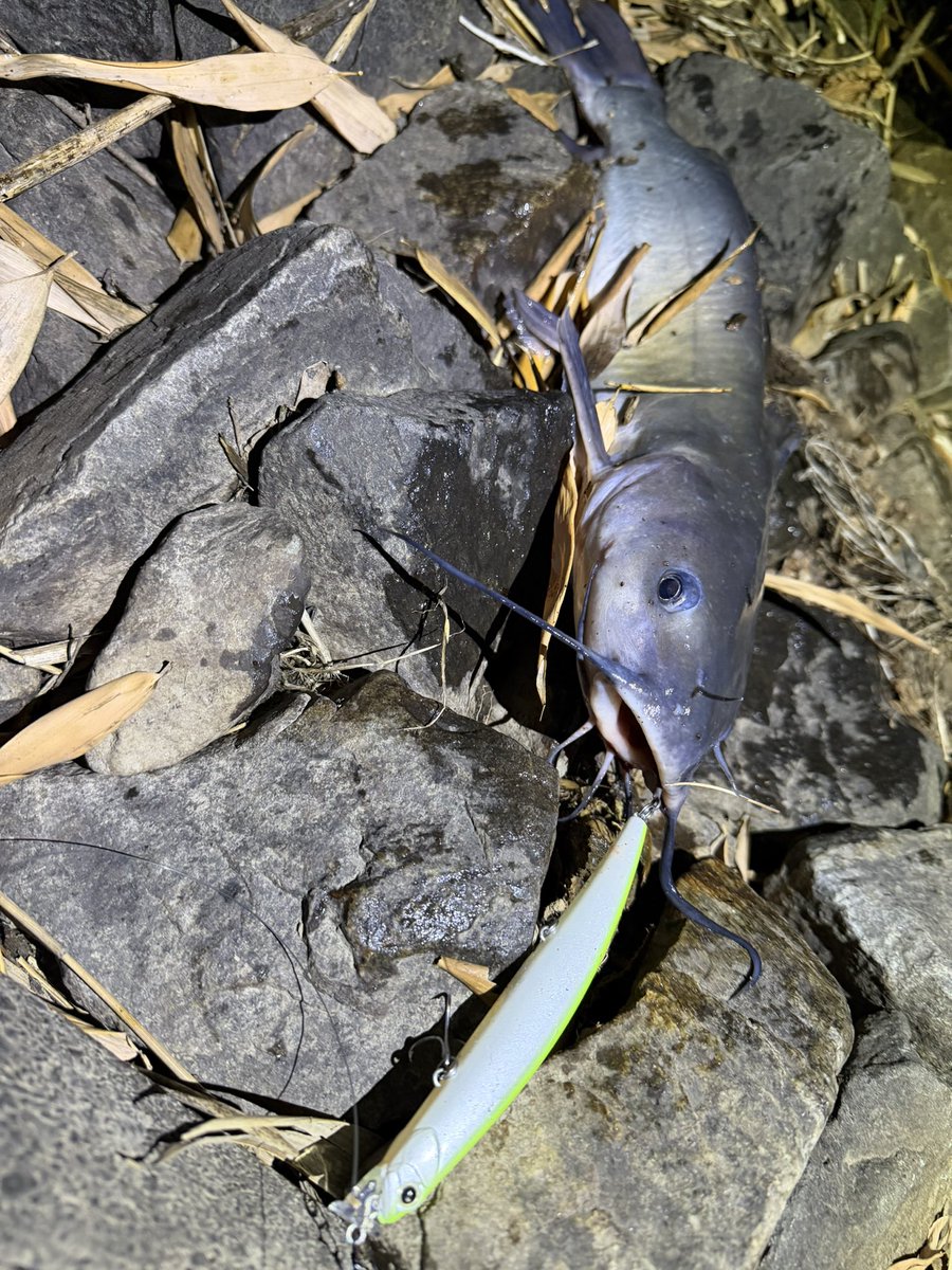 lunker_tsuriman's tweet photo. 🎣夕刻〜3魚種 total🐟4本🙌
①芋、底��リフト スモ35up×1
②落込みからセイゴ×1
③瀬尻のアメ生50up×1
④地震でSwitch入った?フッコ×1
LURE:
①ゲーリーヤマモトイモグラブ50
②DUO テリフDC-7
③④DUO テリフDC-12
DUOテリフがキテる✨1軍昇格✨
#DUO #TERRIF https://t.co/b9mOmNeAtV