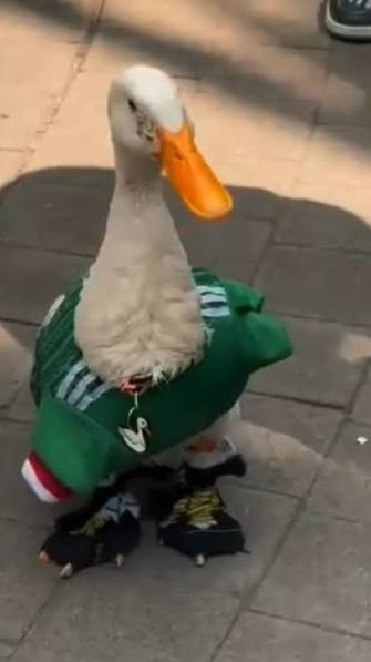007_taco's tweet photo. @isela_rosa13626 Si camina como pato, grazna ocmo pato y nada como... https://t.co/Xad1VqnD7P