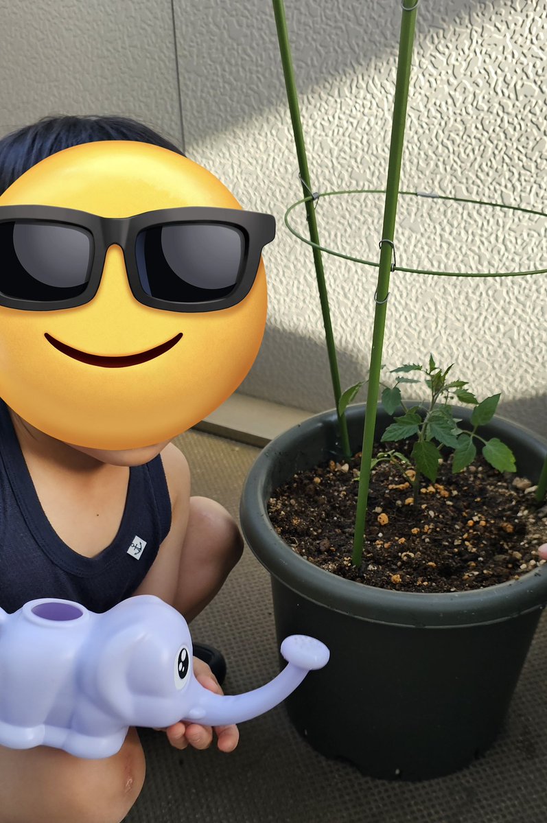 miruxx's tweet photo. 2026年家庭菜園
4月からミニトマト🍅
5月から稲🌾(幼稚園からのお裾分け)
バジルは幼稚園からもらってきて、匂いだけ楽しんだ

ようやくミニ🍅が赤くなってきた！
けど、子のトマトブームが終わってしまい…食べない😭

去年は数個収穫した後、なぜか枯れちゃった🥲
今年は枯れないで！
#あーと体験 https://t.co/Y7U89hxVBy