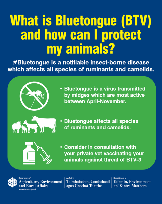 daera_ni's tweet photo. ⚠️BTV is currently widespread across England and many parts of Europe where there was a significant number of animal deaths, particularly in sheep.
Please speak to your veterinary practitioner about vaccinating your stock against the threat of BTV-3.

🔗https://t.co/JXPa9OZRPB https://t.co/LiIRlmEHHZ