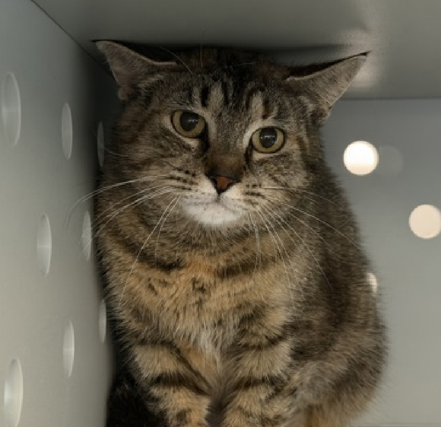 JLthekid9999's tweet photo. 🆘🆘 SWANSON (ID 252442), 1 YO, FEMALE –  IN QUEENS ACC - came into the shelter as an  agency on 4/18/2026.    🆘🆘 😿 😿 😿 😿

➡️TBD 6/18/26

➡️ TOO LOW ON PLEDGES TO STIMULATE RESCUE INTEREST

➡️🆘🆘 8TH Chance on Emergency Placement List – HIGHLY UNUSUAL AND SHELTER AT MAXIMUM CAPACITY- NOW IS THE TIME TO ACT/HELP SWANSON- HIGHEST EU/SILENT KILL RISK–🆘🆘 😱🔥🔥😱

➡️ 60 DAYS IN SHELTER – TOO LONG – TIME IS RUNNING OUT

➡️ SWANSON IS ON THE EPL FOR BEHAVIORAL REASONS - She is not thriving in the care center and continues to display distance-increasing behavior when approached for interactions. She has not warmed up despite staff using treats to build a positive association - This designation often means that the cat will be given very little time for rescue/foster/adoption.🔥🔥🔥🔥

Swanson is a quiet, watchful tabby girl with thoughtful eyes and a gentle spirit. 🩶🐾 Right now, the shelter feels far too overwhelming for her, so she prefers to observe the world from a safe distance rather than join in on playtime or social activities. There's something deeply meaningful and moving in her quiet presence - a soft kind of beauty that reveals itself slowly to those willing to listen. Swanson is looking for a calm, low-traffic home with patient caretakers who will let her settle in at her own pace. She may never be the loudest or boldest cat in the room, but for the right person, her cautious trust and quiet companionship will feel incredibly special. If you have a peaceful home and a heart for shy souls, Swanson may be ready to write her next chapter with you. ✨  ❤️ 😻❤️ 😻❤️ 😻

NEEDS OUT OF SHELTER ASAP –

Please RT or pledge, if you can, to save this little one.

@AdamsPaulGrimke

@mehser12

💔😿🙏Thank you