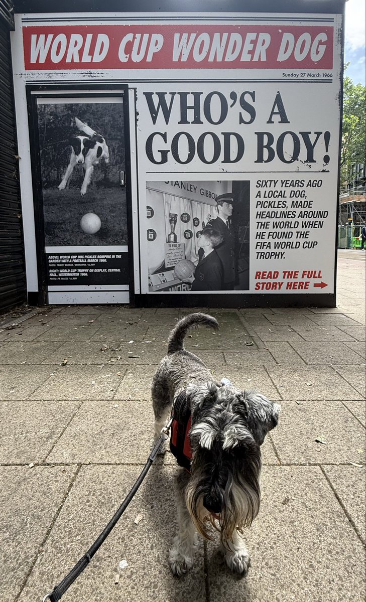 MrWafflesTheDog's tweet photo. To celebrate the World Cup I went on an expedition down to South London to celebrate Pickles, football’s most famous dog. There’s a new pop-up display celebrating him in Croydon High Street. #SchnauzerGang #Croydon #FootyCon https://t.co/MVHs5jkIym