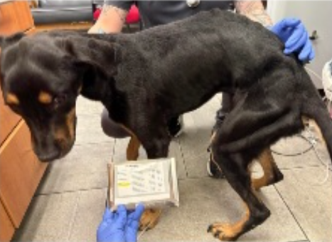NMBewitched's tweet photo. Hey #NYC 
Please start feeding your animals 

Brunson💔🔥
https://t.co/0Bffi3mfAi 
On 3 Day Stray Hold 

Brunson should be coming off Stray Hold, if he survives; we must get him out ASAP 

We need #Pledges
We need a #Foster https://t.co/iLSwATb3j6