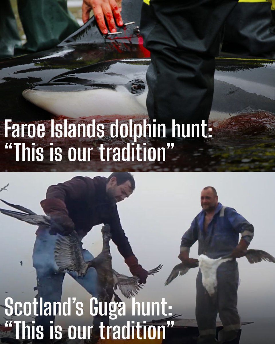 ProtectTheWild_'s tweet photo. Tradition is not an excuse for being cruel to wildlife, whether it's the Faroese hunting dolphins or the Scottish hunting Gannets. https://t.co/LWfePa92Uf