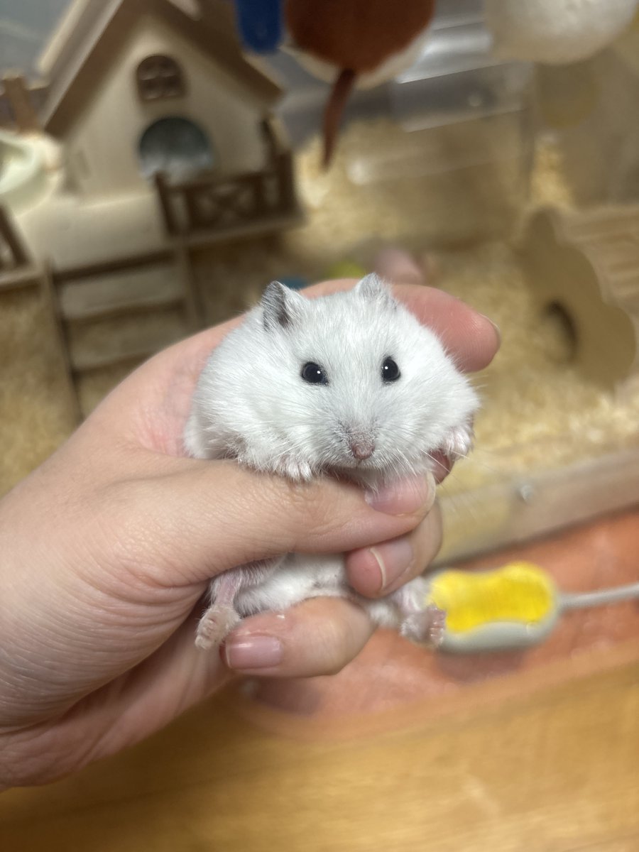 DailyDDoong's tweet photo. 뚱이를 납치한다 지금 당장 뚱이를 ���해 귀엽다고 해라 그렇지 않으면 뚱이는!
.
.
.
.
.
.
.
.
.
.
.
.
.
.
.
.
쮝. https://t.co/jNROhNGCIj