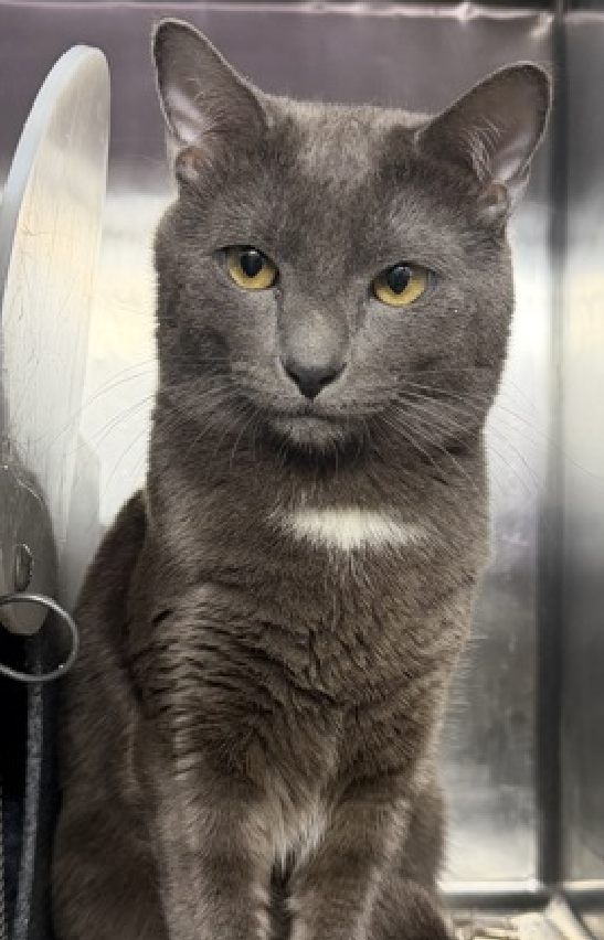 JLthekid9999's tweet photo. 🆘🆘 EVERGLADES (ID 250751), 2 YO, MALE –  IN MANHATTAN ACC - came into the shelter as a return on 5/21/2026.    🆘🆘 😿 😿 😿 😿

➡️TBD 6/18/26

➡️ TOO LOW ON PLEDGES TO STIMULATE RESCUE INTEREST

➡️ 🆘🆘  3RD Chance on Emergency Placement List – NO ROOM IN SHELTER – WILL NOT BE GIVEN MUCH MORE TIME – VERY HIGH EU/SILENT KILL RISK– 🆘🆘 😱🔥🔥😱

➡️ 27 DAYS IN SHELTER – TOO LONG – TIME IS RUNNING OUT

➡️ EVERGLADES IS ON THE EPL FOR BEHAVIORAL REASONS -He is not thriving in the care center and continues to display distance-increasing behavior when approached for interactions. He has not warmed up despite staff using treats to build a positive association.  This designation often means that the cat will be given very little time for rescue/foster/adoption.🔥🔥🔥🔥

What my friends at ACC say about me: My history is a mystery and my friends here do not know much about me yet! I would appreciate slow introductions to new people and places to help me feel safe. Everglades tolerates attention and petting but appears fearful or stressed in the shelter. He may be a little more independent and may need time to warm up to his new home. We recommend this cat go to a home with experienced cat parents. Due to the behavior shown, he may not be a great fit for young children. Any home with older children prepared to adopt this cat should conduct a thorough interaction and endeavor to monitor this cat around their children to prevent these behaviors from being reinforced. ❤️ 😻❤️ 😻❤️ 😻

NEEDS OUT OF SHELTER ASAP –

Please RT or pledge, if you can, to save this little one.

@AdamsPaulGrimke
@mehser12

💔😿🙏Thank you
