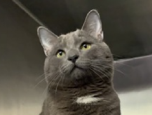 JLthekid9999's tweet photo. 🆘🆘 EVERGLADES (ID 250751), 2 YO, MALE –  IN MANHATTAN ACC - came into the shelter as a return on 5/21/2026.    🆘🆘 😿 😿 😿 😿

➡️TBD 6/18/26

➡️ TOO LOW ON PLEDGES TO STIMULATE RESCUE INTEREST

➡️ 🆘🆘  3RD Chance on Emergency Placement List – NO ROOM IN SHELTER – WILL NOT BE GIVEN MUCH MORE TIME – VERY HIGH EU/SILENT KILL RISK– 🆘🆘 😱🔥🔥😱

➡️ 27 DAYS IN SHELTER – TOO LONG – TIME IS RUNNING OUT

➡️ EVERGLADES IS ON THE EPL FOR BEHAVIORAL REASONS -He is not thriving in the care center and continues to display distance-increasing behavior when approached for interactions. He has not warmed up despite staff using treats to build a positive association.  This designation often means that the cat will be given very little time for rescue/foster/adoption.🔥🔥🔥🔥

What my friends at ACC say about me: My history is a mystery and my friends here do not know much about me yet! I would appreciate slow introductions to new people and places to help me feel safe. Everglades tolerates attention and petting but appears fearful or stressed in the shelter. He may be a little more independent and may need time to warm up to his new home. We recommend this cat go to a home with experienced cat parents. Due to the behavior shown, he may not be a great fit for young children. Any home with older children prepared to adopt this cat should conduct a thorough interaction and endeavor to monitor this cat around their children to prevent these behaviors from being reinforced. ❤️ 😻❤️ 😻❤️ 😻

NEEDS OUT OF SHELTER ASAP –

Please RT or pledge, if you can, to save this little one.

@AdamsPaulGrimke
@mehser12

💔😿🙏Thank you