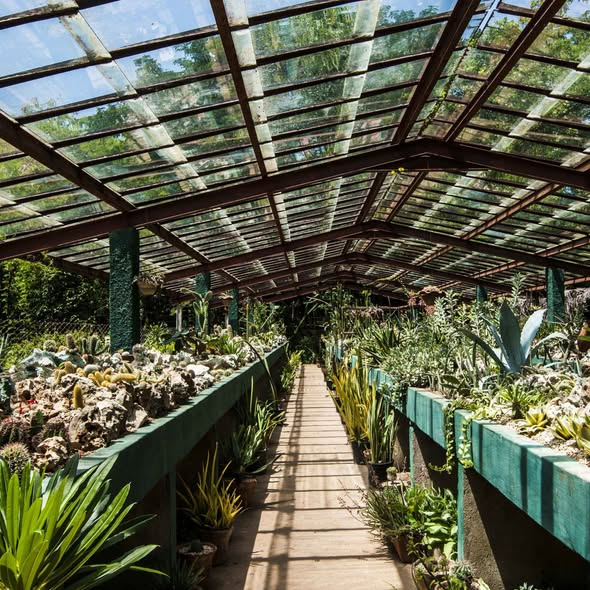 MinturCuba's tweet photo. ✨¡Adéntrate en la exuberante biodiversidad del oriente cubano! El Jardín Botánico de Granma es un santuario natural donde podrás descubrir especies únicas y disfrutar paisajes que transmiten paz absoluta. 🌿🌺

#CubaTravel #CubaUnica #Granma #NaturalezaCuba  #CubaQuierePaz https://t.co/3TEec4BBqs