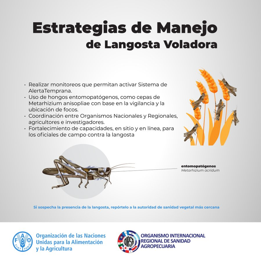 LosCabosJournal's tweet photo. Langosta voladora: la amenaza que acecha los cultivos de Mesoamérica #Noticias #LosCabos #BajaCaliforniaSur Ver más: https://t.co/XW9KkgE31Q https://t.co/moUfuUVBqh