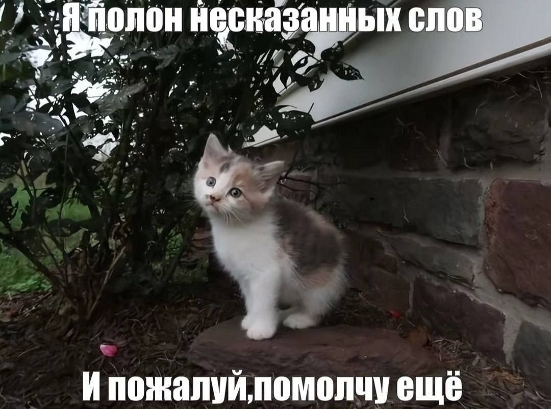 catsilcats's tweet photo. https://t.co/FrgqdU33SV