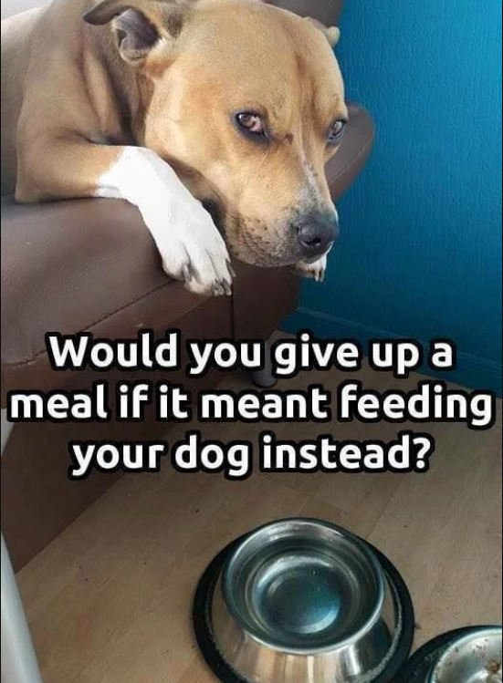 𝕏 Dogs tweet media