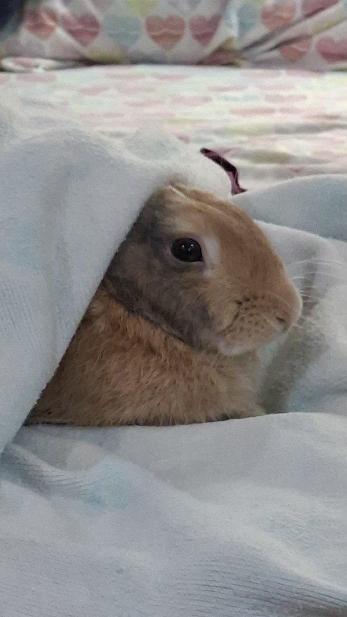 peachdwg's tweet photo. pepper! i get it! you like my bed! https://t.co/mLb46EJaj8