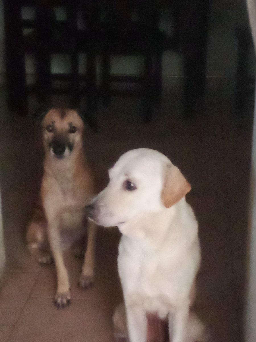 HASSANGLO's tweet photo. Por favor una manito para comprar la credelio para las garrapatas 🐕‍🦺🐕🙏o alguien que me la pueda donar. Estamos en Barinas. Gracias https://t.co/eGlEHAazLe