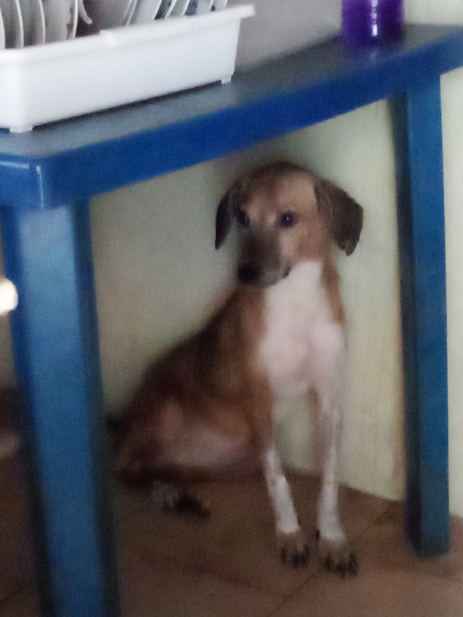 HASSANGLO's tweet photo. Por favor una manito para comprar la credelio para las garrapatas 🐕‍🦺🐕🙏o alguien que me la pueda donar. Estamos en Barinas. Gracias https://t.co/eGlEHAazLe