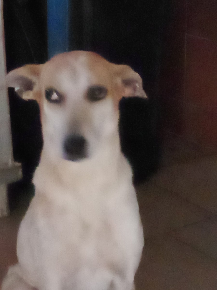 HASSANGLO's tweet photo. Por favor una manito para comprar la credelio para las garrapatas 🐕‍🦺🐕🙏o alguien que me la pueda donar. Estamos en Barinas. Gracias https://t.co/eGlEHAazLe