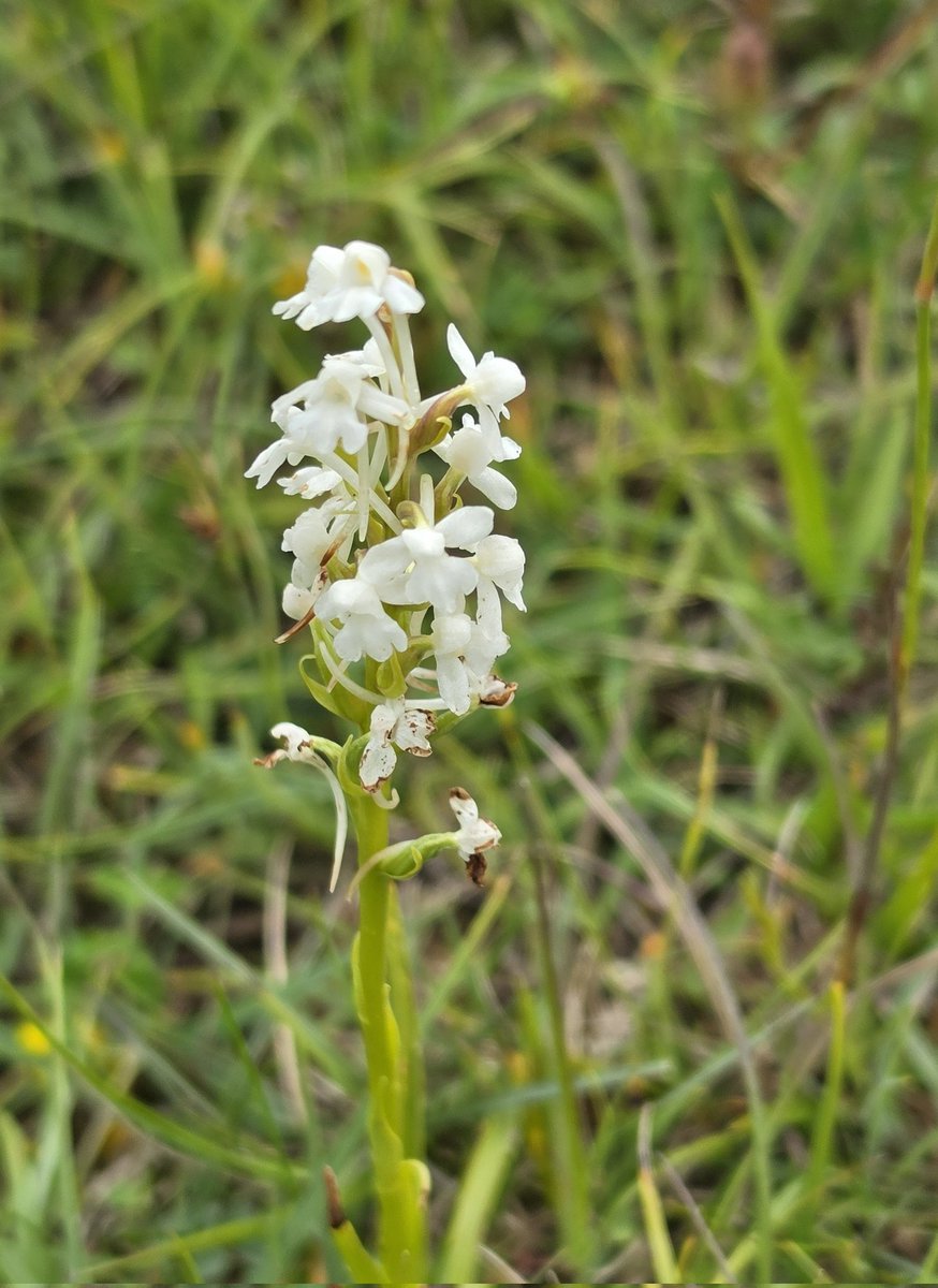 StroudStory's tweet photo. A gentle stroll on Rodborough Common, #Stroud, to ease me back into the land of the living, with the set of orchids I expect there at this time of year: common spotted, common twayblade, a nice white fragrant, and a blurry (sorry!) pyramidal #GlosOrchids https://t.co/5C7hgzqWP7