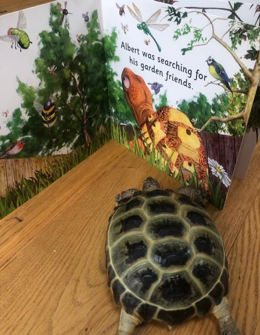 AlbertTortoise's tweet photo. We love seeing YOUR #tortoises and #turtles with our #ALBERTthetortoise #books. Like this pal of ALBERT sizing up to their copy of Board Book ALBERT and his Friends. #AvailableNow 3 #ALBERT #BoardBooks, 9 #picturebooks & #ActivityBook https://t.co/sGYhBlFUhP
#bookseries https://t.co/sc24fu9MdU