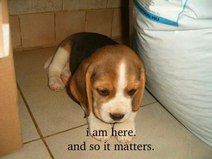Dog tweet media