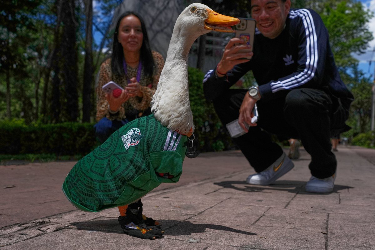 arenasport_tv's tweet photo. 🦆 Veliki navijač Meksika na ovom Svetskom prvenstvu! https://t.co/W1oRTWIil2