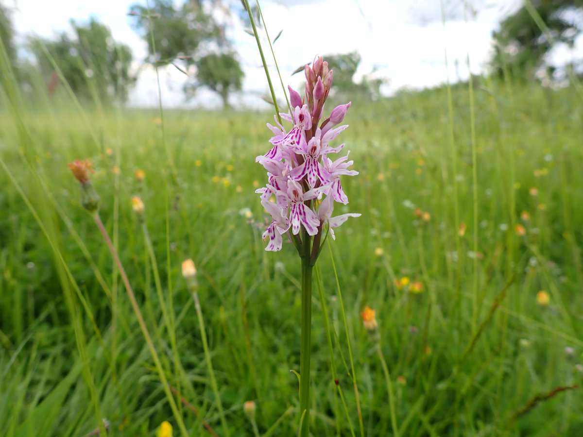 MyMayfield's tweet photo. Look what No Mow May turned up in our lawn. An orchid! In fact two.
#nomowmay #wildflowers #Staffordshire https://t.co/rBzVgKP9Nc