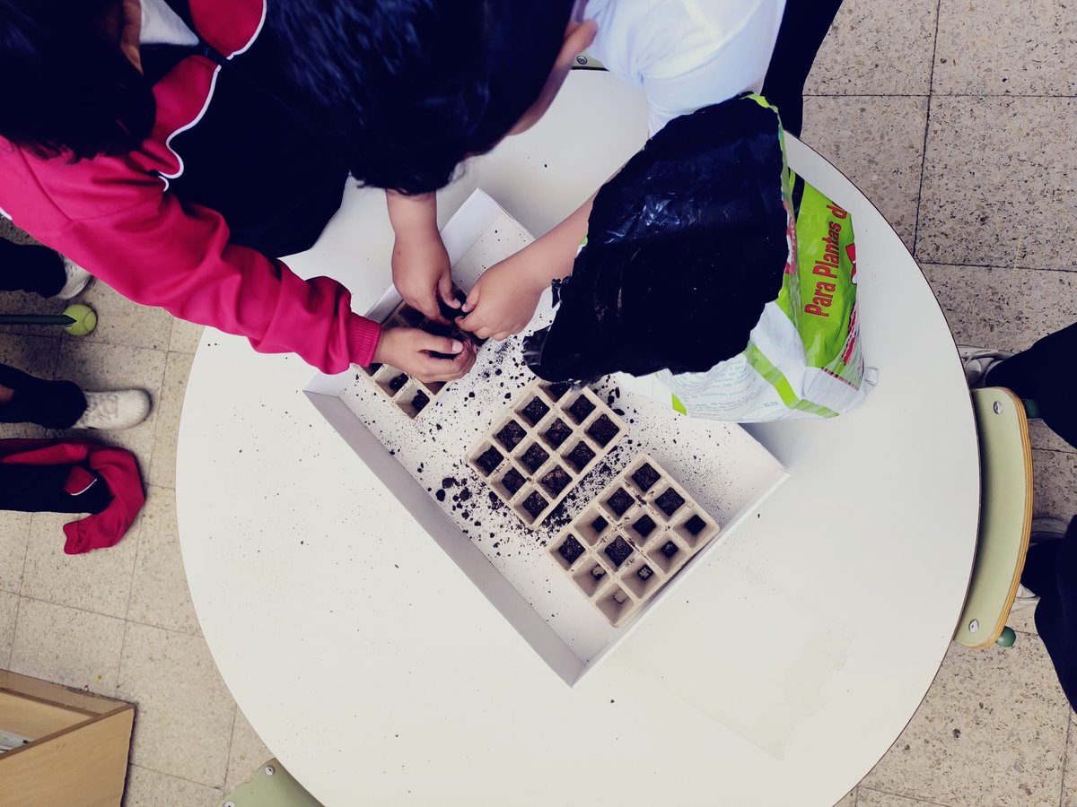 CeipEcuador's tweet photo. 🌱🪴 Al alumnado de 2º de Primaria le encanta nuestro huerto escolar, pero no tiene suficiente y se han convertido en pequeños agricultores, creando su propio huerto en el aula. ¡Aprendizaje, naturaleza y mucha ilusión en cada semilla! 🌿💚 #HuertoEscolar #AprenderHaciendo https://t.co/lFH2Zoez2P