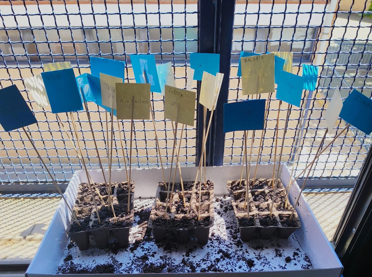 CeipEcuador's tweet photo. 🌱🪴 Al alumnado de 2º de Primaria le encanta nuestro huerto escolar, pero no tiene suficiente y se han convertido en pequeños agricultores, creando su propio huerto en el aula. ¡Aprendizaje, naturaleza y mucha ilusión en cada semilla! 🌿💚 #HuertoEscolar #AprenderHaciendo https://t.co/lFH2Zoez2P