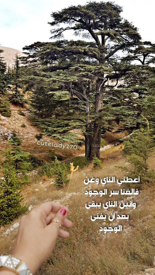 Zahralrabeia's tweet photo. من قلب الأرز بيبقى لبنان واقف بشموخ، حامل تاريخ وحضارة وأمل ما بينطفي. 🌲🇱🇧✨

#لبنان #أرز_لبنان https://t.co/NshskAmWnj