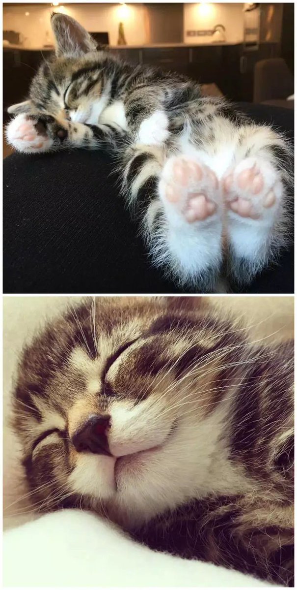 mathwiz21's tweet photo. My little fur buddy just hit their 1-year milestone! Watching them go from a wobbly tiny pup/kitten to this playful, snuggly chaos is the best joy ever.  Can’t wait for all the messy, lovely years ahead! https://t.co/kSmKEQC9yb