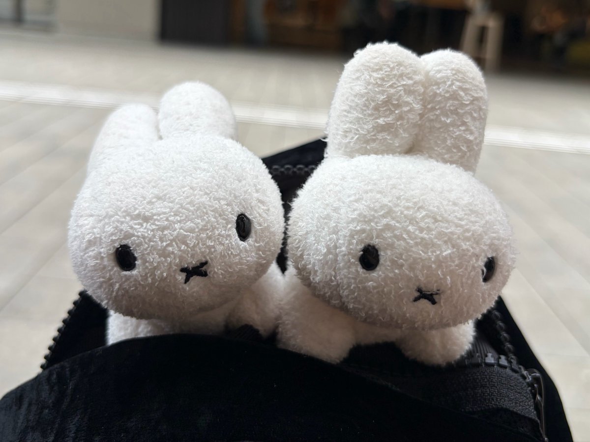 miffychamcham's tweet photo. https://t.co/jWuKlIMSoC