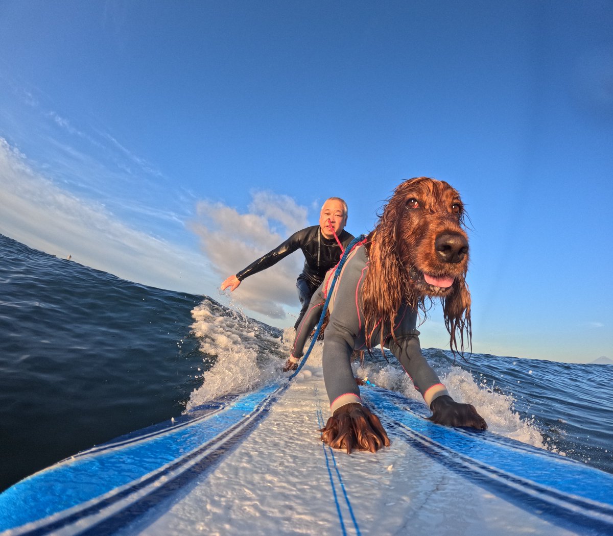 Surfing_Dog's tweet photo. 2026.6.17
ハッピータンデムサーフィン♪
#goprodog #hero13black
#goprojp
#goproのある生活
#wavestorm #stormblade
#bambina #アイリッシュセター #irishsetter
#サーフドッグ #サーフィン犬
#サーファー犬 #ドッグサーフィン
#波乗り犬 https://t.co/bdXgXgCQ2e