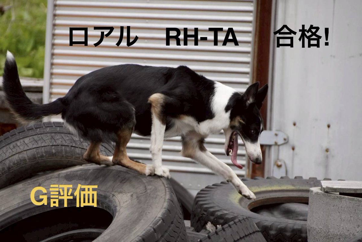 ocome_dogtalk's tweet photo. 6月13.14日に国際救助犬認定試験が北海道登別で行われました。HDRD所属の犬達も大変頑張りました。
この試験はIRO（国際救助犬連盟）
公認RDTA（救助犬訓練士協会）の賛助会員としてHDRD（npo法人北海道災害救助犬）が実行団体として開催している試験です。
IRO公認審査員が審査します

※写真続くよ https://t.co/czghlZnnXd