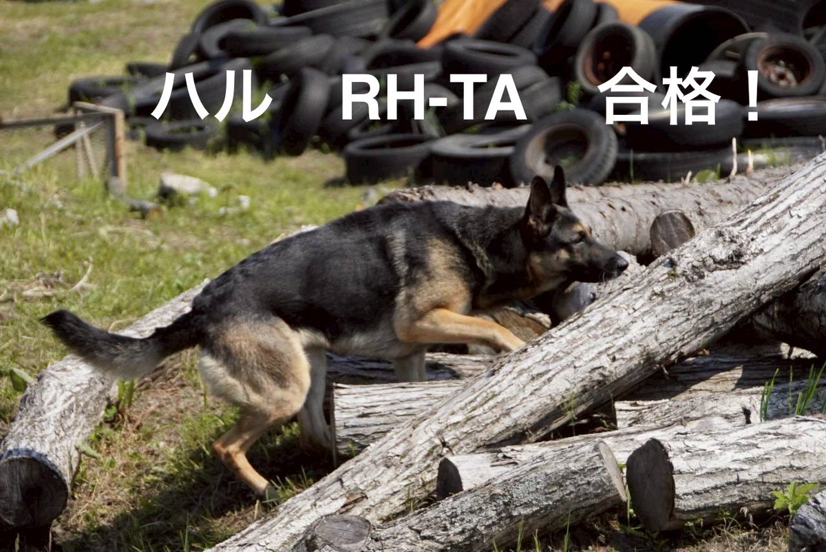 ocome_dogtalk's tweet photo. 6月13.14日に国際救助犬認定試験が北海道登別で行われました。HDRD所属の犬達も大変頑張りました。
この試験はIRO（国際救助犬連盟）
公認RDTA（救助犬訓練士協会）の賛助会員としてHDRD（npo法人北海道災害救助犬）が実行団体として開催している試験です。
IRO公認審査員が審査します

※写真続くよ https://t.co/czghlZnnXd