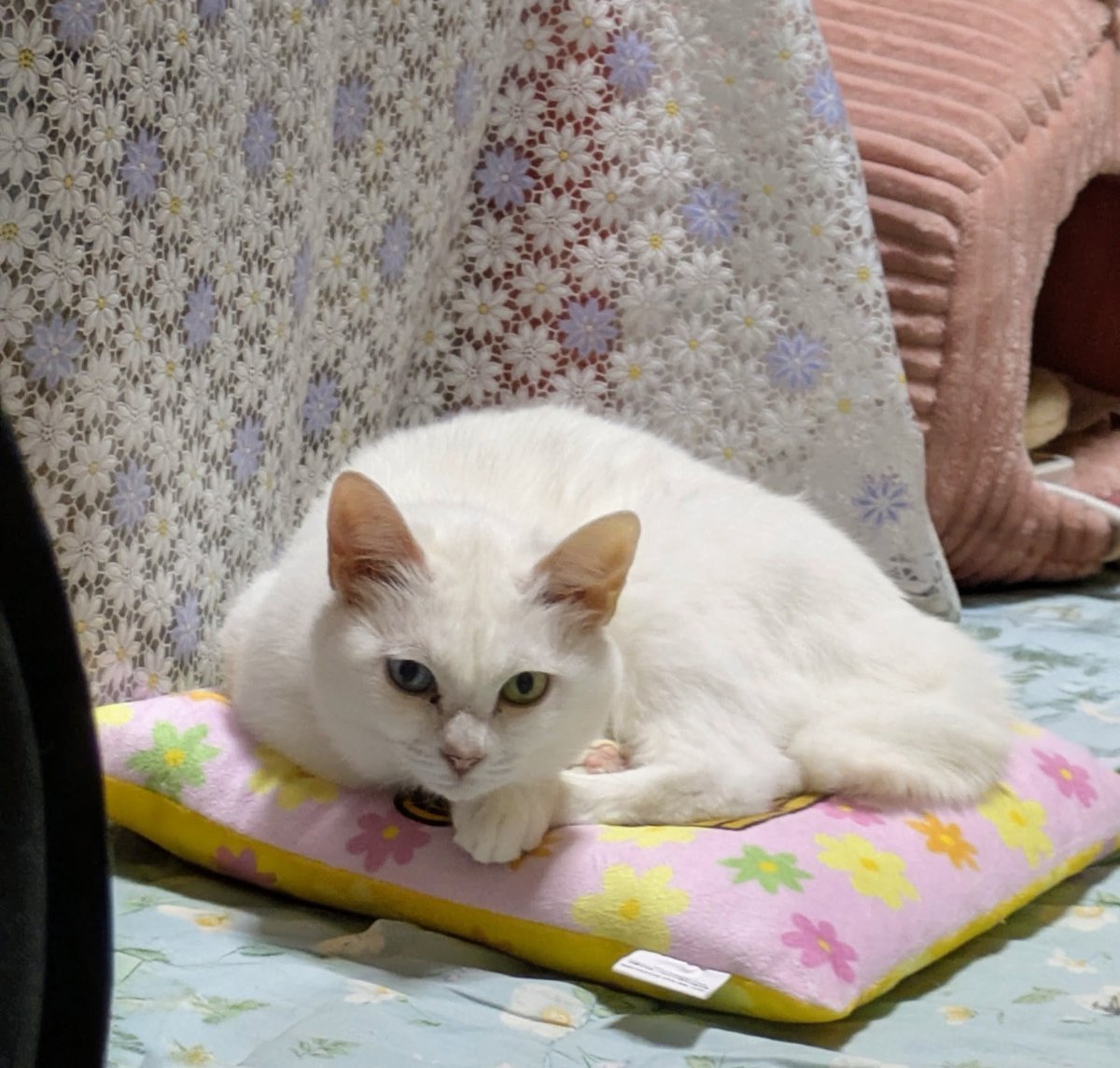 agedamamura's tweet photo. 背を向けて 猫トイレを掃除してたらね、後ろでシロップが寛いでた♡
コンビニくじのクッションは、今やシロップのおざぶになりました☺️
出没率30% https://t.co/xyLJIBrsn7