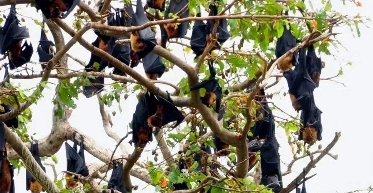 AveMariaBiotech's tweet photo. A Virus with a Fatality Rate of up to 75% Is Triggering New Screening Measures in Asia

Thailand and Nepal have begun screening travelers arriving from regions of India where new cases of the Nipah virus have been confirmed.

Why does this matter?

Nipah is considered one of the world’s most dangerous emerging viruses. It can spread from fruit bats and other animals to humans, and in some cases from person to person. According to the World Health Organization, the virus carries a mortality rate ranging from 40% to 75%, and there is currently no approved vaccine or specific treatment.

The WHO has listed Nipah among its priority pathogens due to its potential to trigger future epidemics.

Events like this highlight the growing importance of early detection, environmental monitoring, and real-time biosecurity technologies that can help identify emerging biological threats before they spread widely.

Preparedness begins with awareness.

#NipahVirus #Biosecurity #PublicHealth #PandemicPreparedness #DiseaseSurveillance #HealthcareInnovation #Biotech #HealthTech #BD500 #BioDetector