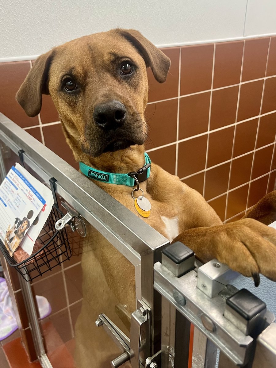 AnimalLeague's tweet photo. Milo doesn't understand why he's back. 🥺

As a puppy, Milo made the long journey from Georgia to New York in search of the one thing every rescue dog dreams of - a family to call his own. It didn't take long for someone to fall in love with his sweet face, and before he knew it, he was heading home.

We thought his story had its happy ending.

But recently, Milo was returned to us.

Now, this handsome Boxer mix sits in his kennel wondering where the people he loved went. Every day, he watches visitors walk by... his tail wagging with hope. He stretches up to greet anyone willing to stop, soaking up every pet and happily accepting a treat from a friendly hand. Despite the heartbreak he's endured, Milo's heart remains wide open.

At around 60 pounds, Milo is a big boy with an even bigger capacity for love. He's strong, playful, and full of enthusiasm for life, so he'll do best with an adopter who can handle his larger-than-life personality. He enjoys meeting people, does well with children ages 6 and up, and may be able to share his home with another dog after a successful meet-and-greet.

What breaks our hearts most is knowing Milo already had a home once. He already believed he was chosen forever.

Now he needs someone to prove that forever wasn't a promise he was never meant to keep.

📍 Milo #G29839 is waiting at North Shore Animal League America in Port Washington, NY. If you've been looking for a loyal best friend with a heart of gold, Milo is waiting for you. 

#GetYourRescueOn