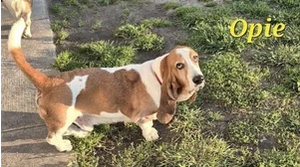 GABR_Bassets's tweet photo. Aarrhhoooo! Opie is a 7 yr old #BassetHound looking for his forever home https://t.co/SqhwWBNL73

#AdoptDontShop #Basset #RESCUE https://t.co/WtMAZg717v