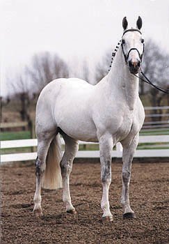 CMOFirstAid's tweet photo. @Mech_Meister @StaticCrystal Oh boy oh boy! Something oring but striking while being intelligent? While being white?  Actual white horses are VERY uncommon but a Grey? You would be a beautiful Grey Dutch Warmblood!

Very smart, very athletic, very hard to pinpoint by breed looking at it (boring) Stunning! https://t.co/OtHcIlDLUK
