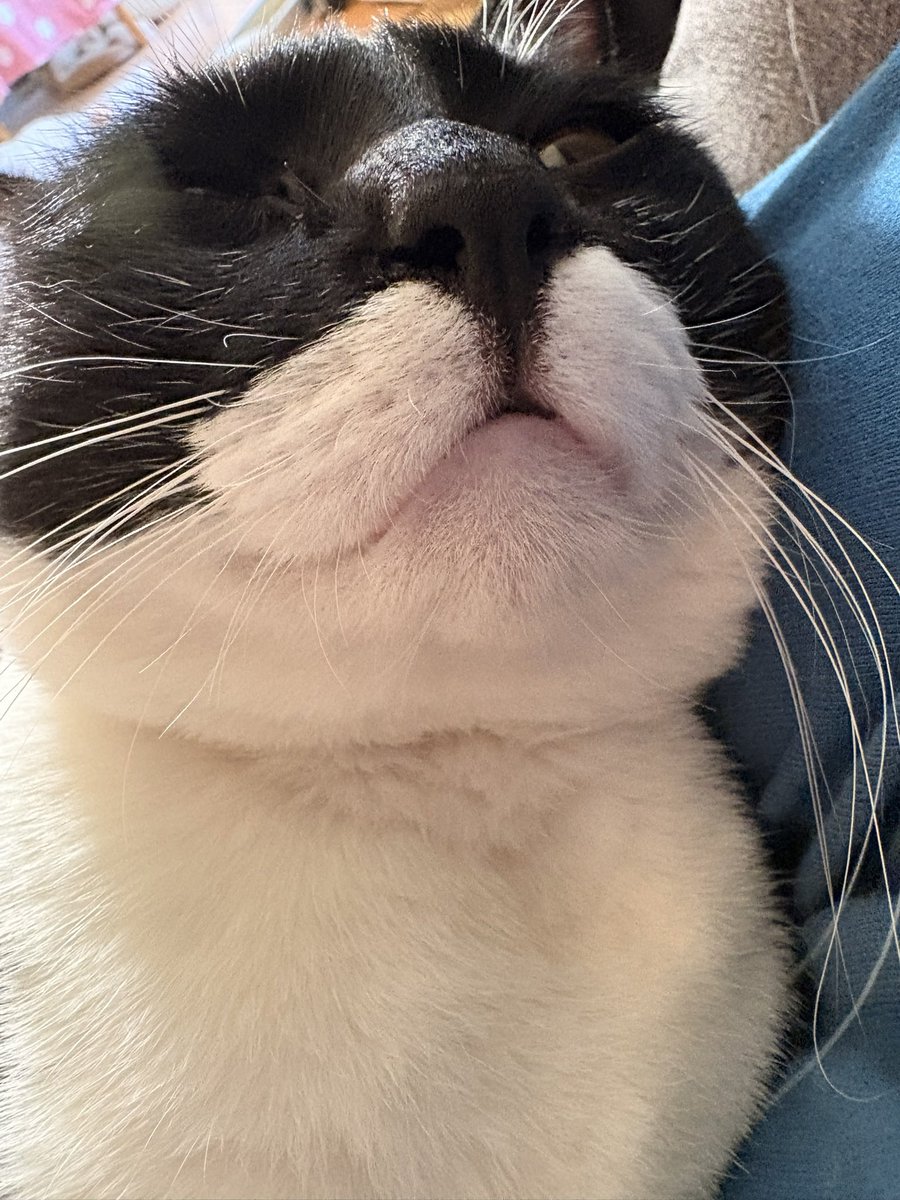 お久しぶりで猫。生きております( . .)