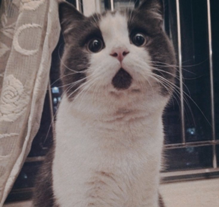 jackwolfeascats's tweet photo. https://t.co/3lY7cVZEEL