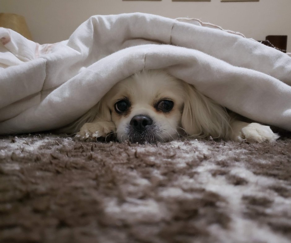 CircleBVet's tweet photo. Before the Fourth: How Behavioral Medicine Can Help Noise-Anxious Pets Prepare for Fireworks

Click to read more 📲 https://t.co/UvRBI3hRx8

#CircleBVeterinaryHospital #Veterinarian #CircleB #KatyTX #AnimalHospital #PetLaserTherapy #PetSurgery #PetVaccinations #PetDiagnostics https://t.co/H3cVijGkwD