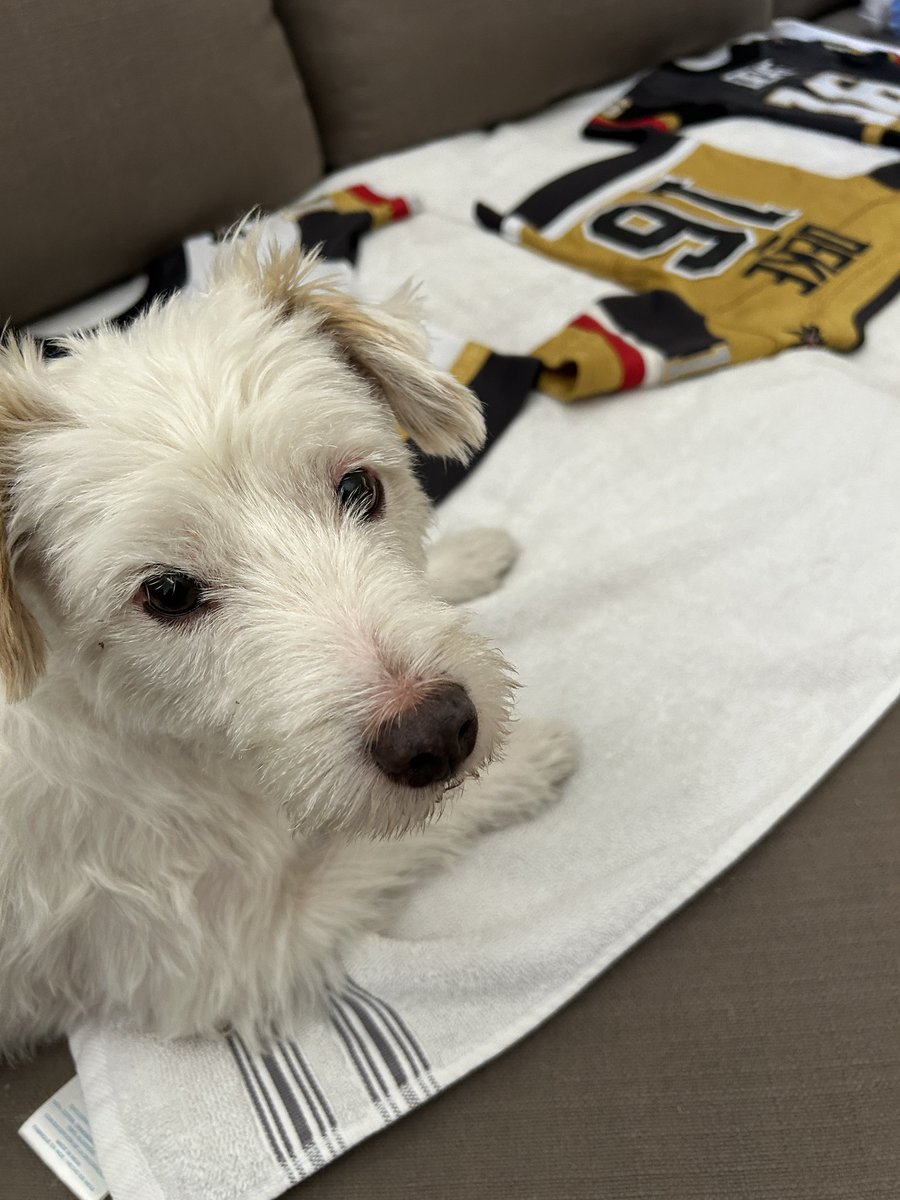 DekeHenriFurry's tweet photo. Until next season!
Washed the jerseys today and began cleaning up the dog cave!
~ Deke🐾
#TherapyDog 
#ForgedInGold https://t.co/5QvJVolulo