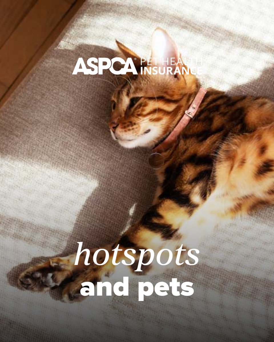 ASPCA Pet Insurance tweet media
