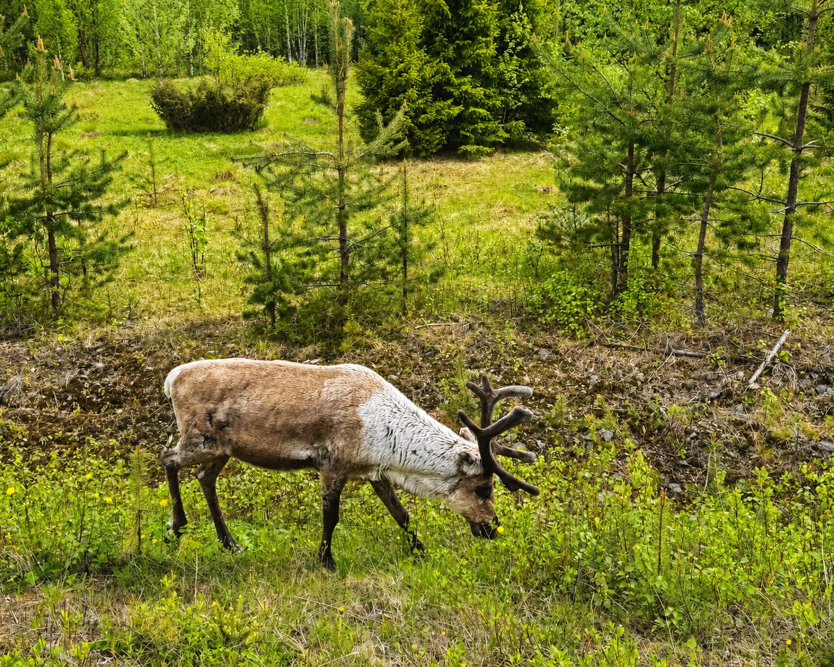 FinexMetals's tweet photo. FinEx Metals' team is on the ground at the Kero project in northern Finland, located 15 km from Agnico Eagle's Kittilä mine and 20 km from Rupert Resources' Ikkari discovery.

A busy season lies ahead — keep up with our progress: https://t.co/2fYmsD9E1X https://t.co/tzLhLP1gFw
