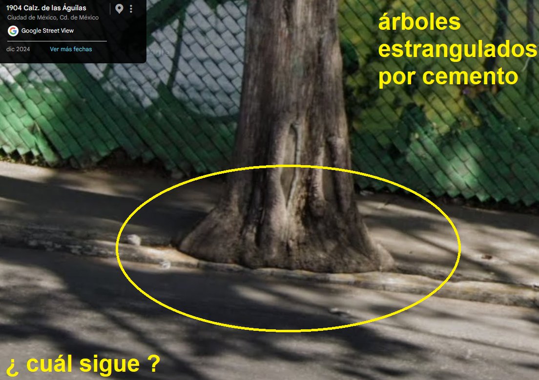 GuiaLocal25's tweet photo. @AlcaldiaAO Sobre calzada de las Águilas hay muchos árboles en la misma situación.  Están estrangulados por el cemento, no les dejaron ni un metro cuadrado de tierra.
Por favor, hagan algo ✅antes de que haya víctimas ❌ https://t.co/XCDaOQgyeQ